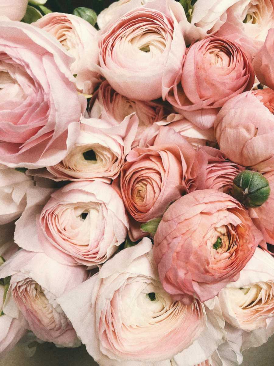 Beautiful flowers in Algeria